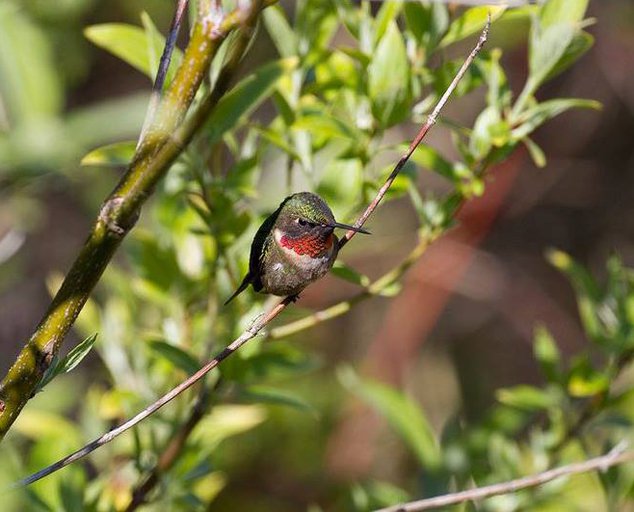 Winter Bird Feeding Feeding the resident Birds of Ohio Lake Metroparks